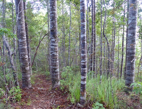 Trunks of young kauri trees on the Kiwiriki Track